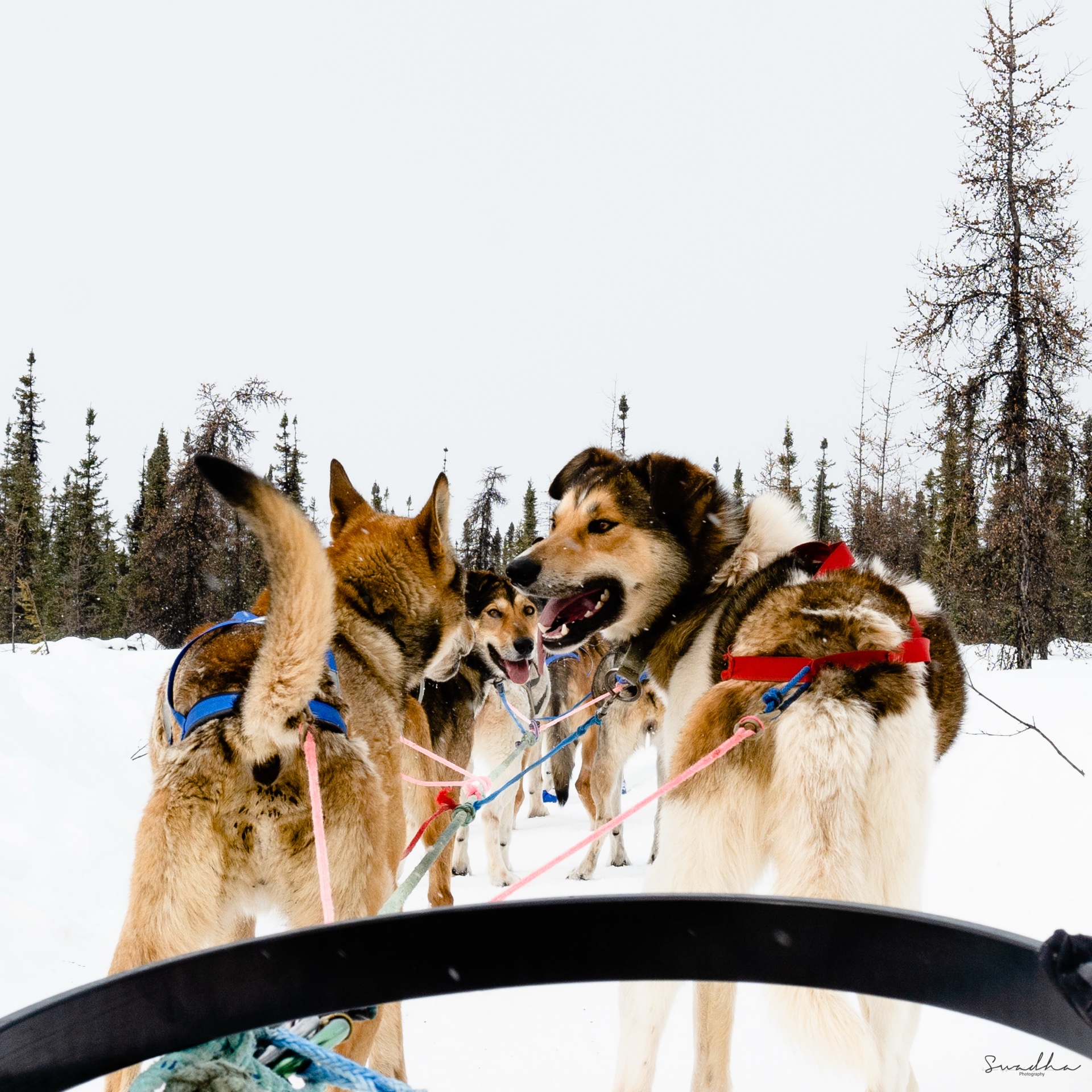 Close-up of excited sled dogs in harness looking back at the camera in a snowy Alaskan forest