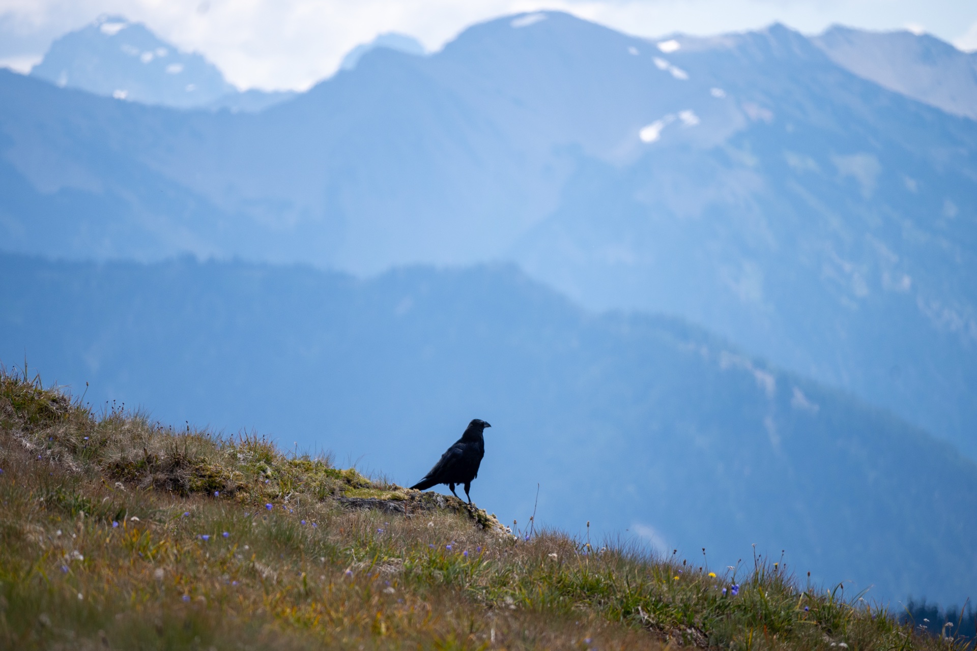 A black raven standing alert on a rocky alpine meadow with misty layered mountain ridges in the background