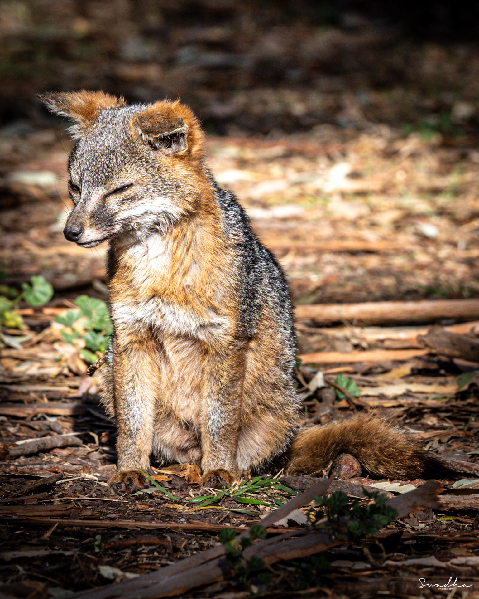 An island fox sitting quietly on a forest floor surrounded by leaves and bark in Channel Islands National Park